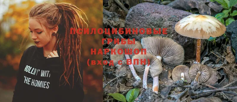 Псилоцибиновые грибы Psilocybe  где купить   Борисоглебск 